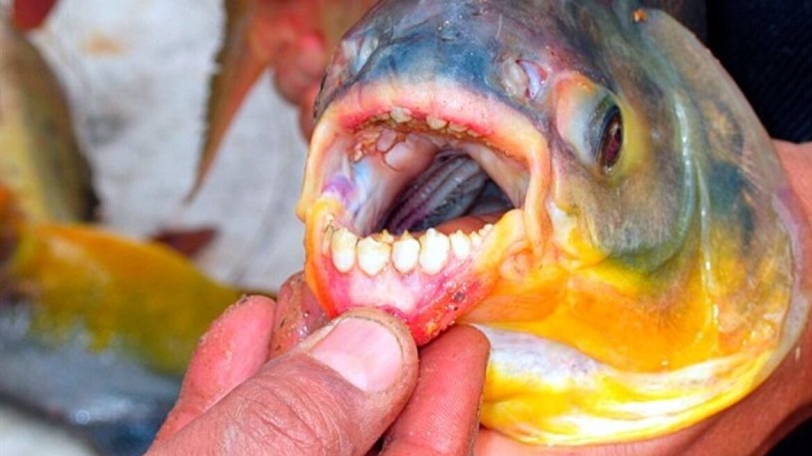 Το ψάρι που «τρώει» ανθρώπινους όρχεις έφθασε στον Σηκουάνα